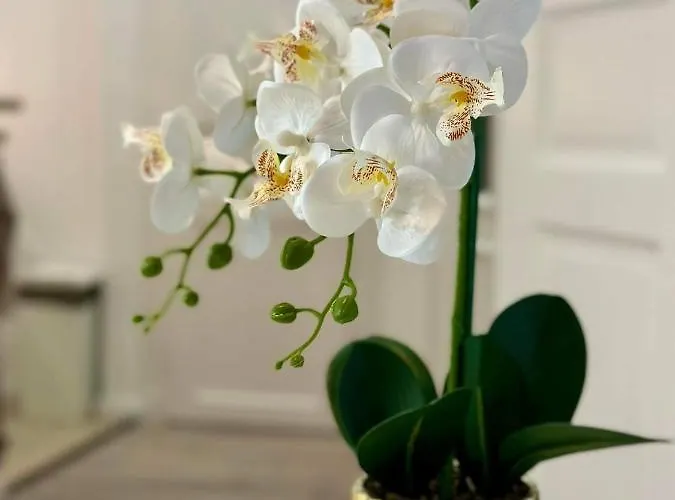 Roxy 4-b Apartament Budapesta